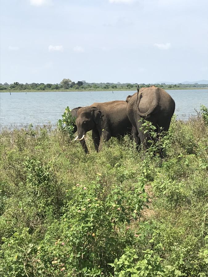 Dinesh Safari Homestay Udawalawe Ngoại thất bức ảnh