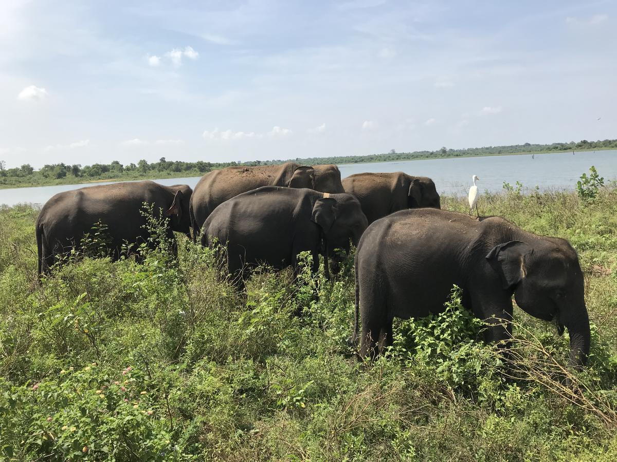Dinesh Safari Homestay Udawalawe Ngoại thất bức ảnh