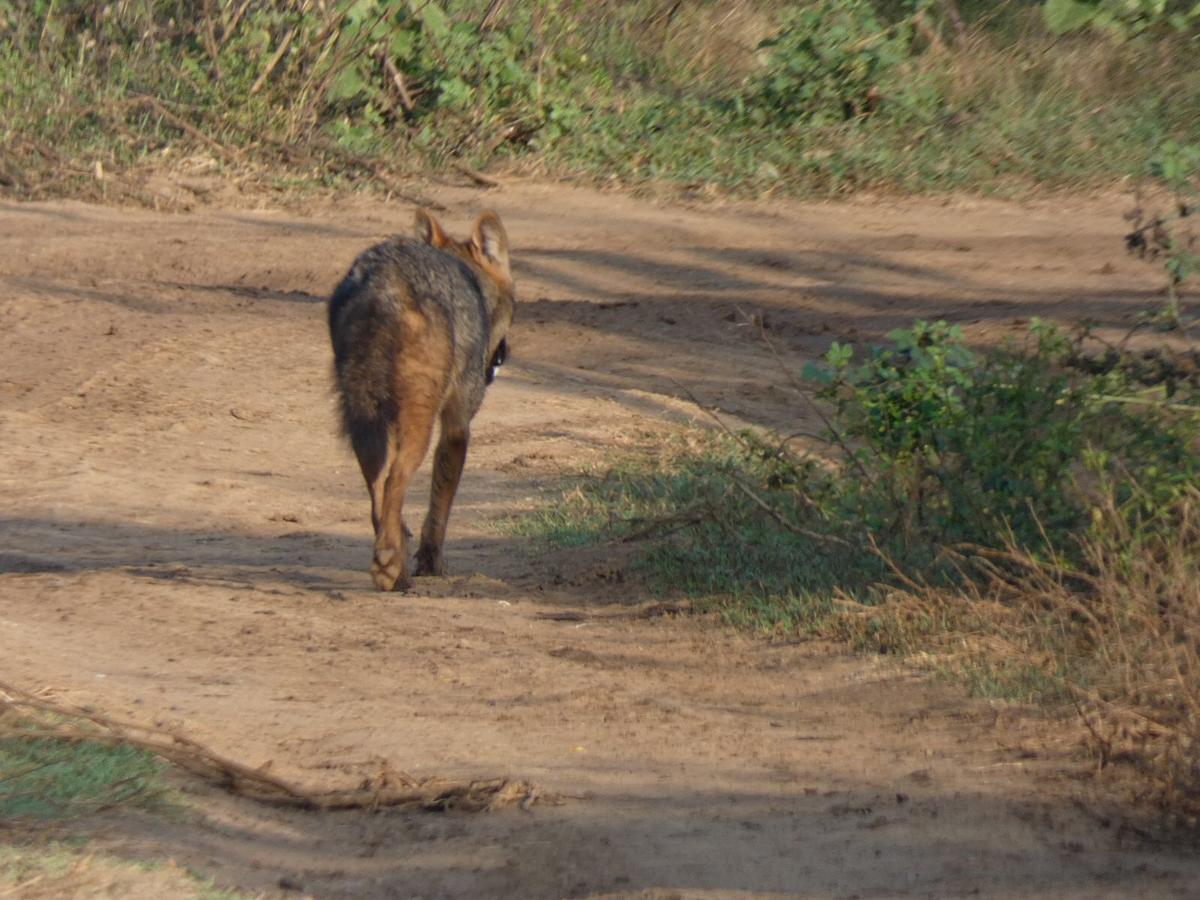 Dinesh Safari Homestay Udawalawe Ngoại thất bức ảnh